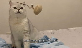 猫场小姐姐,揭秘猫咪世界的温柔守护者